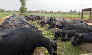 milk farming units