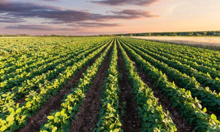 Australia Pakistan agriculture