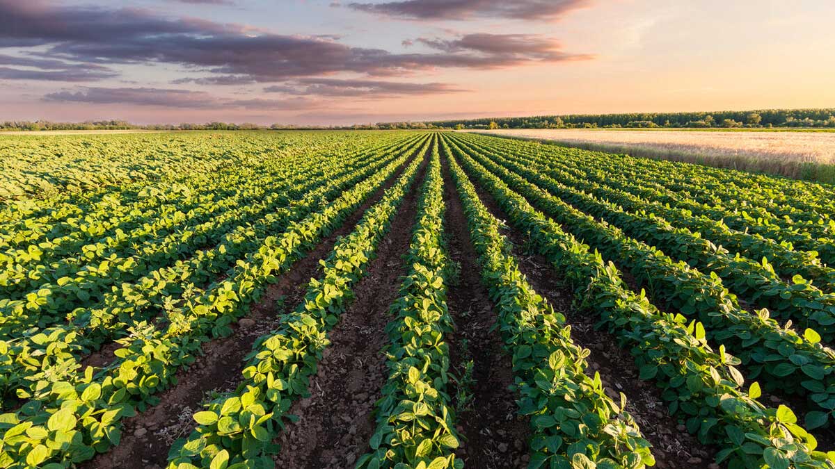Australia Pakistan agriculture