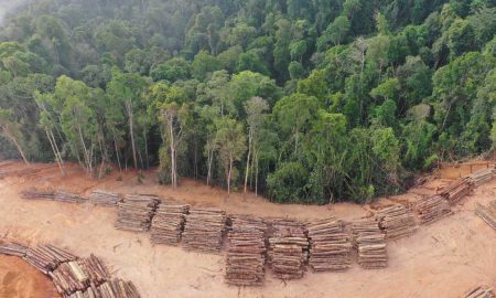 COP26 deforestation