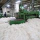 cotton production