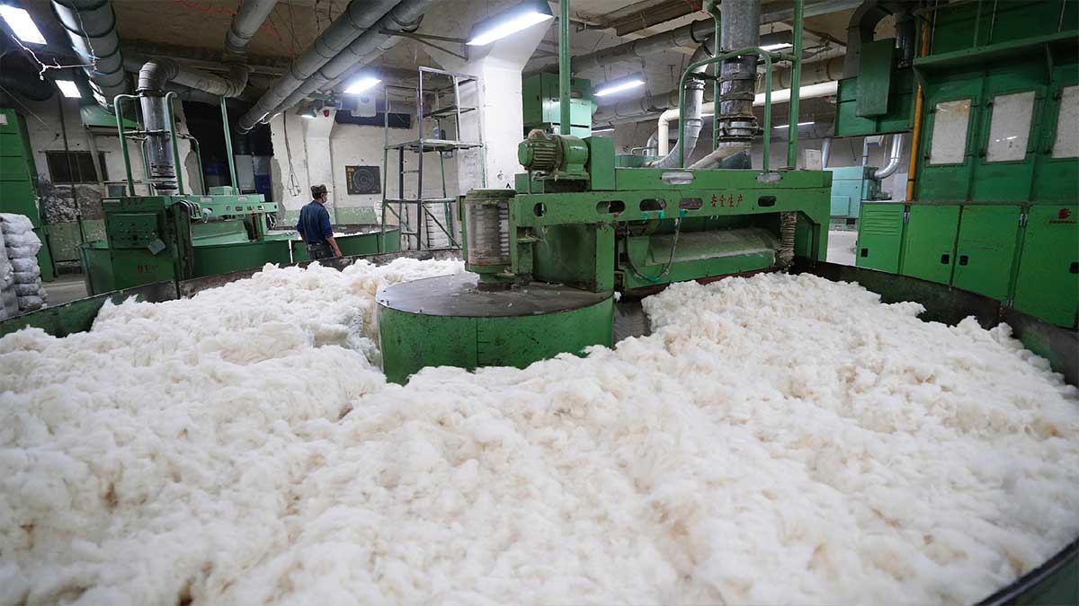 cotton production