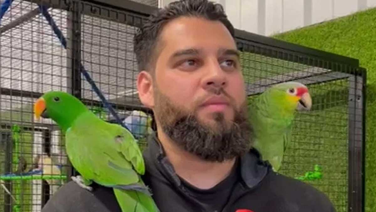 engineer parrots