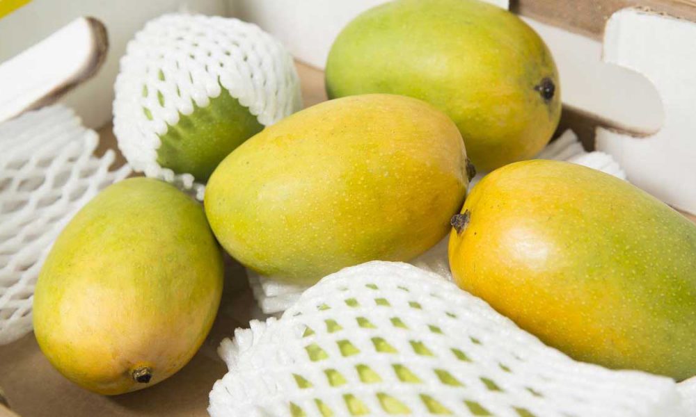 mango exports