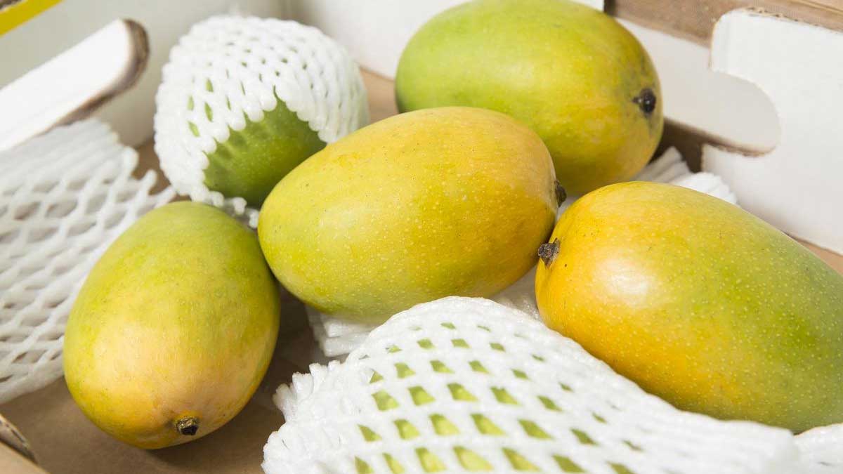 mango exports