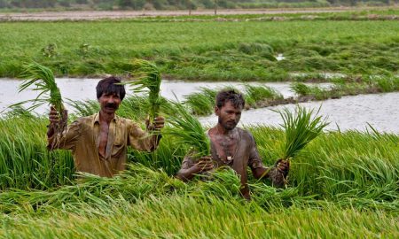 rice production