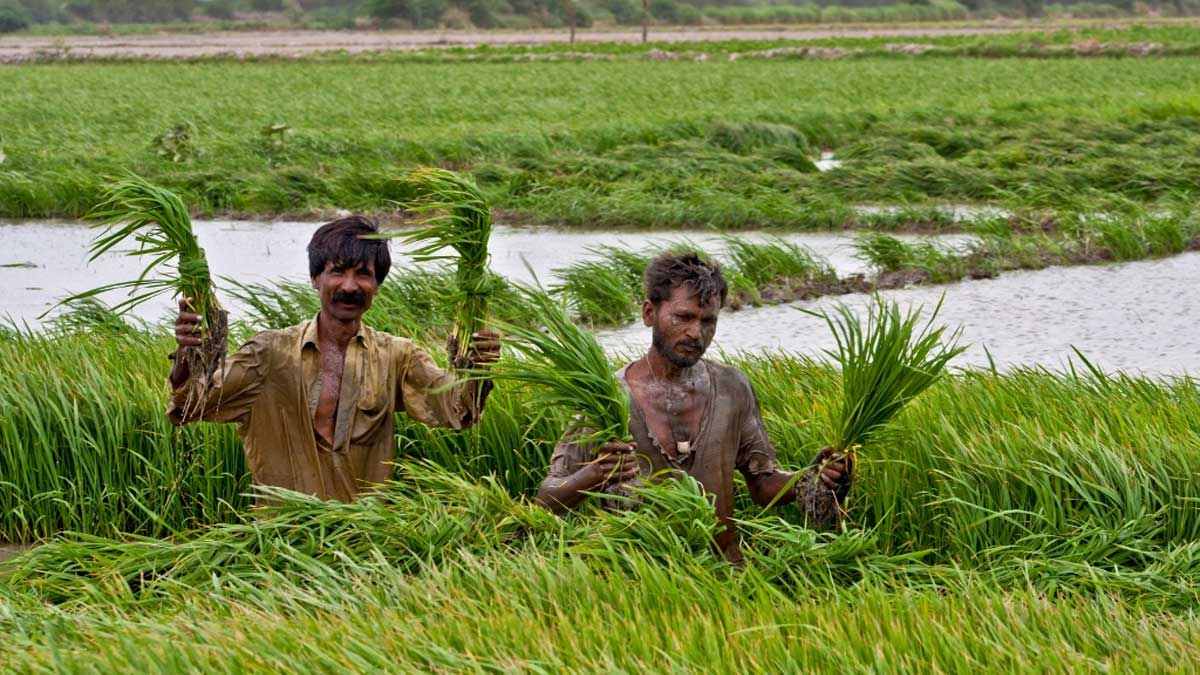 rice production