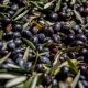 wasteland olive