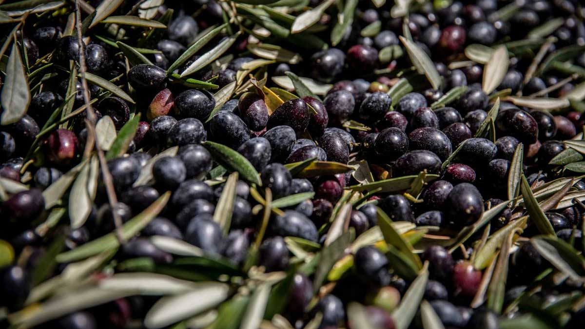wasteland olive