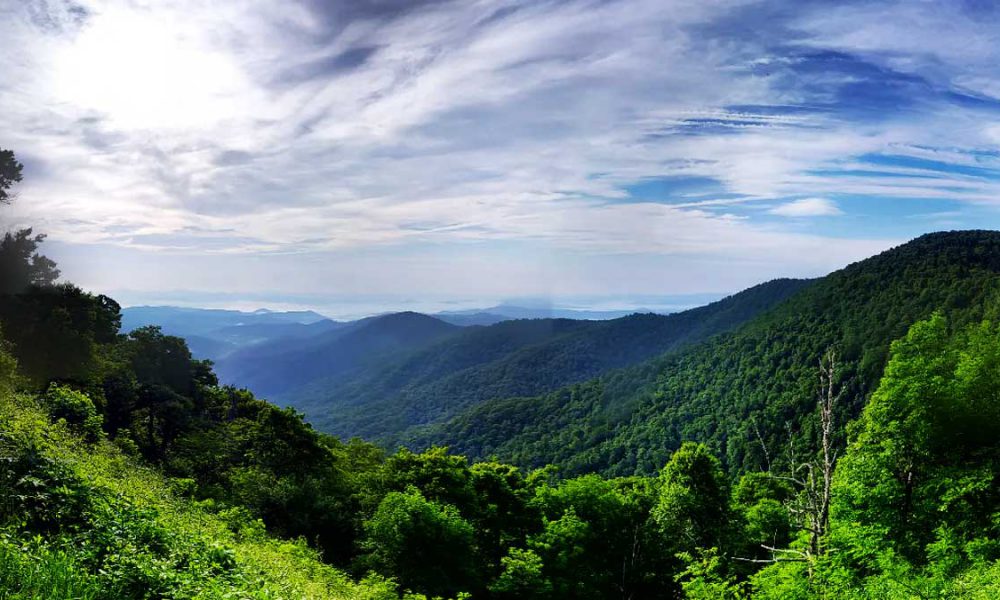 Pakistan Forestry