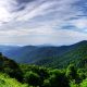 Pakistan Forestry