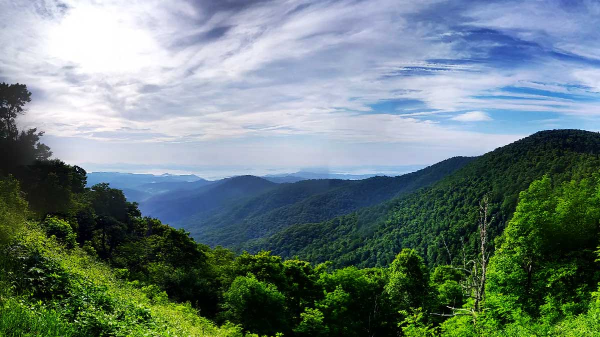 Pakistan Forestry