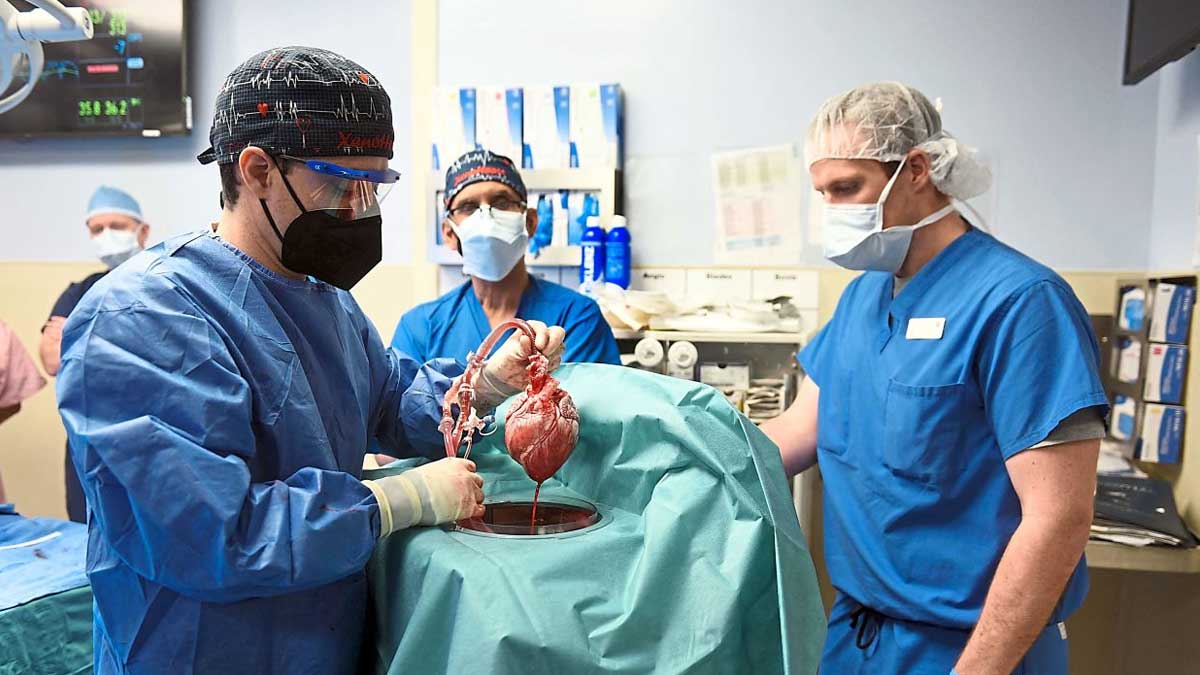 pig heart