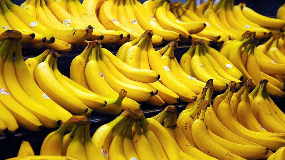 Banana production