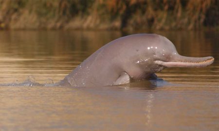 Indus river dolphins