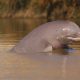 Indus river dolphins