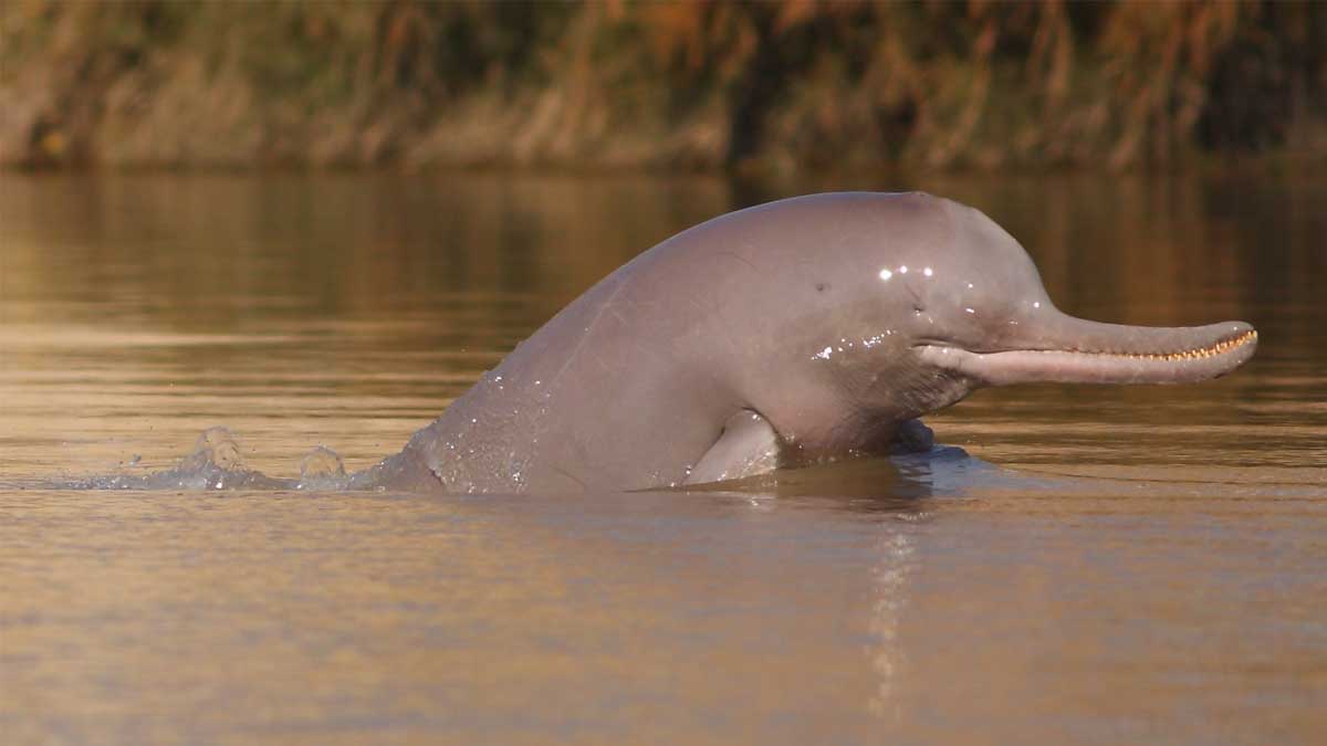 Indus river dolphins