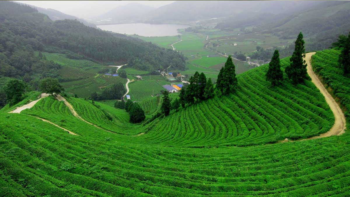 Tea cpec