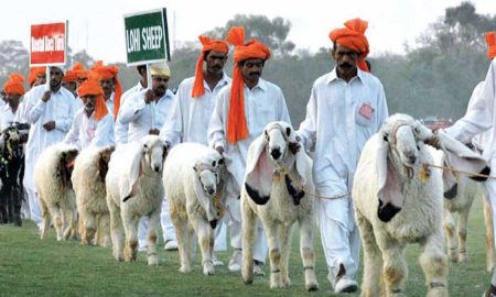 horse cattle show