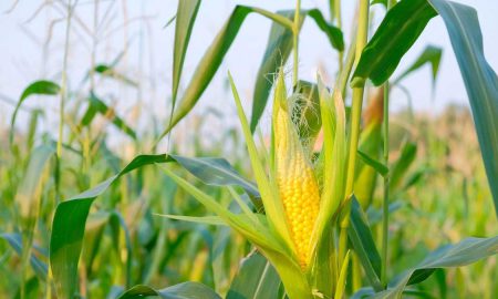 maize crop