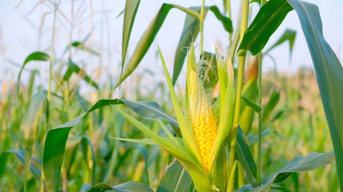 maize crop