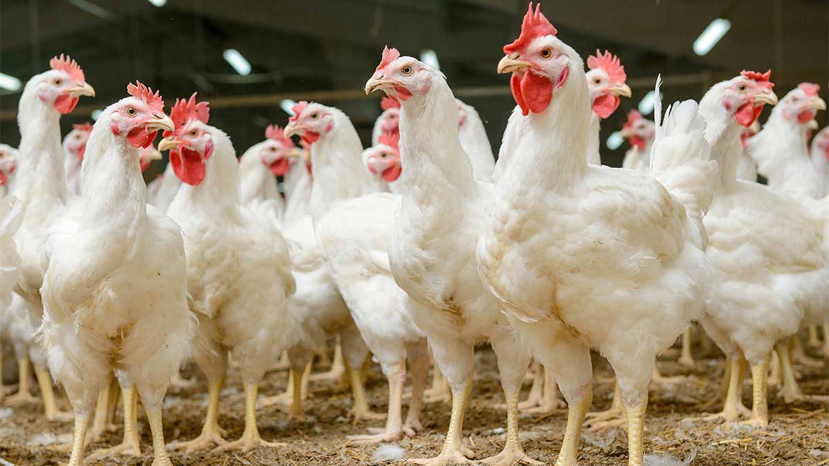 poultry farms
