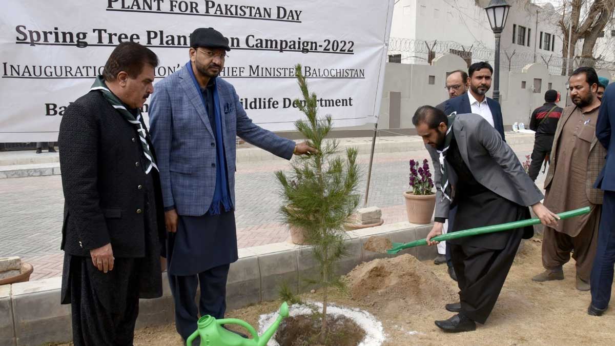 Balochistan trees