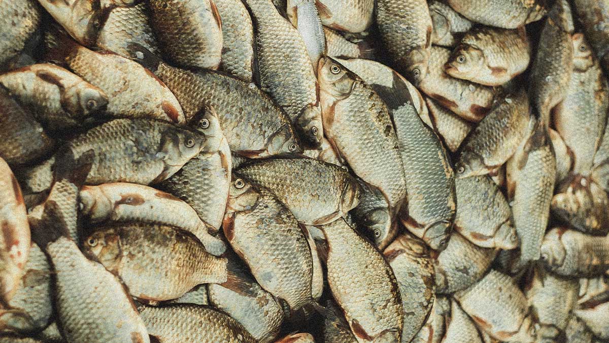 fish meat