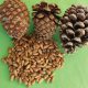 Chilgoza pine nuts
