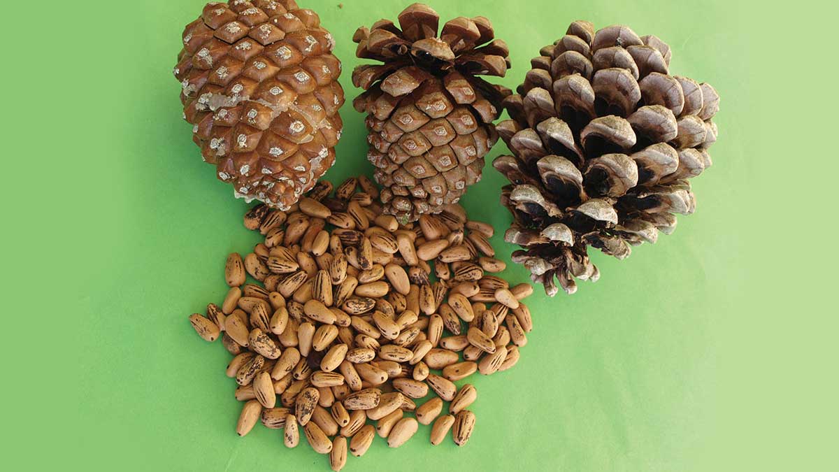 Chilgoza pine nuts