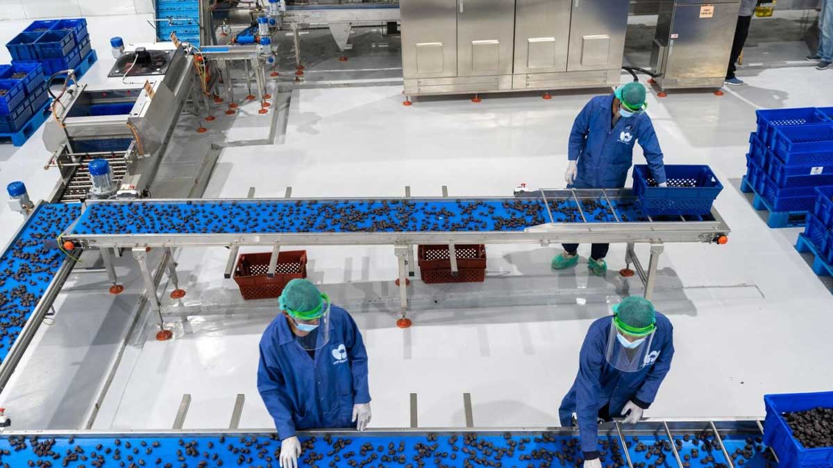 Dates processing factory