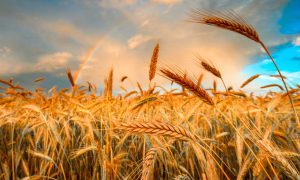 Wheat in Punjab