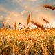 Wheat in Punjab