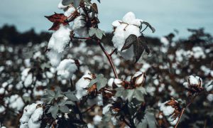 cotton