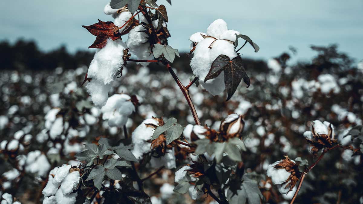 cotton