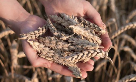 wheat punjab