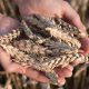 wheat punjab