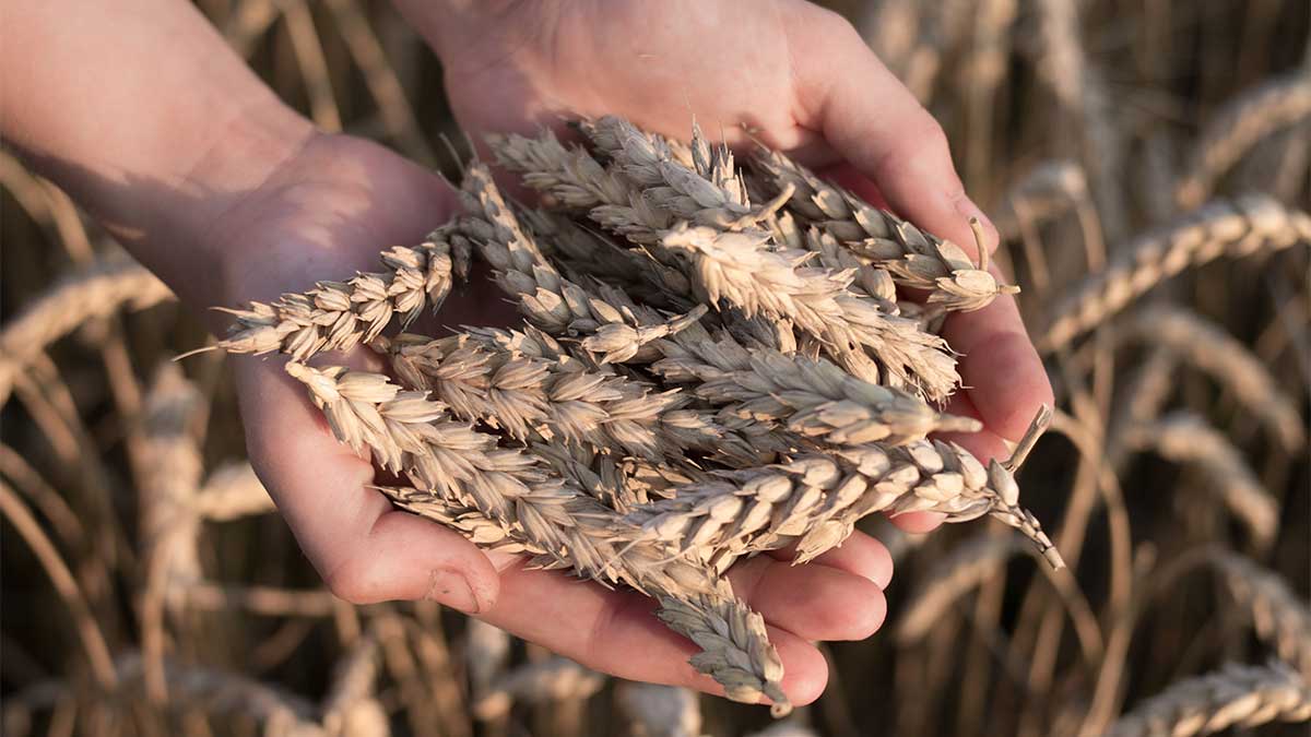 wheat punjab