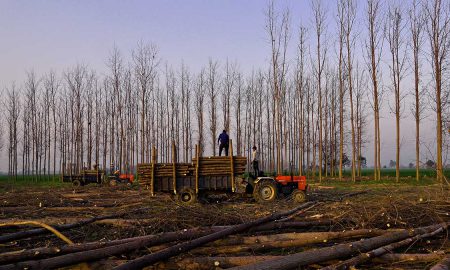 Forests are shrinking