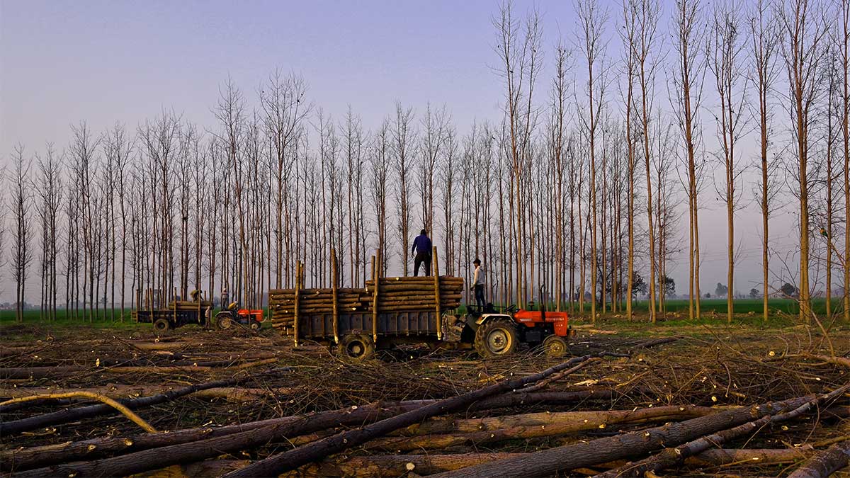 Forests are shrinking