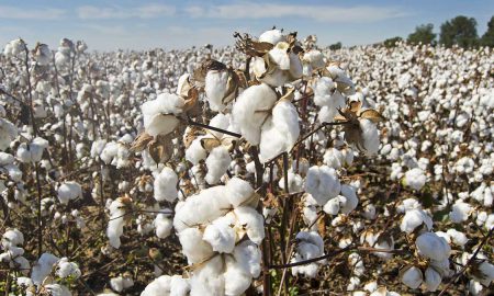 cotton acreage