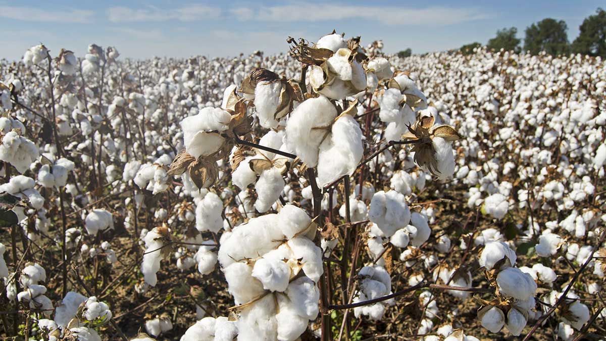 cotton acreage