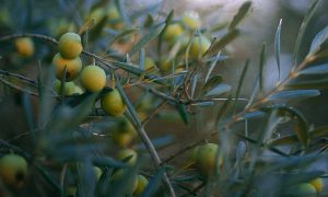 olive revolution