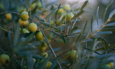 olive revolution