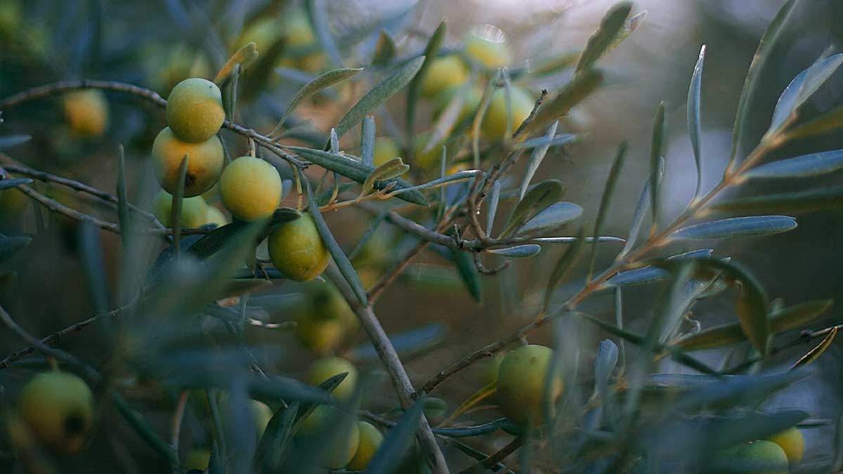 olive revolution