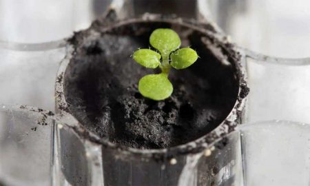 plants in moon