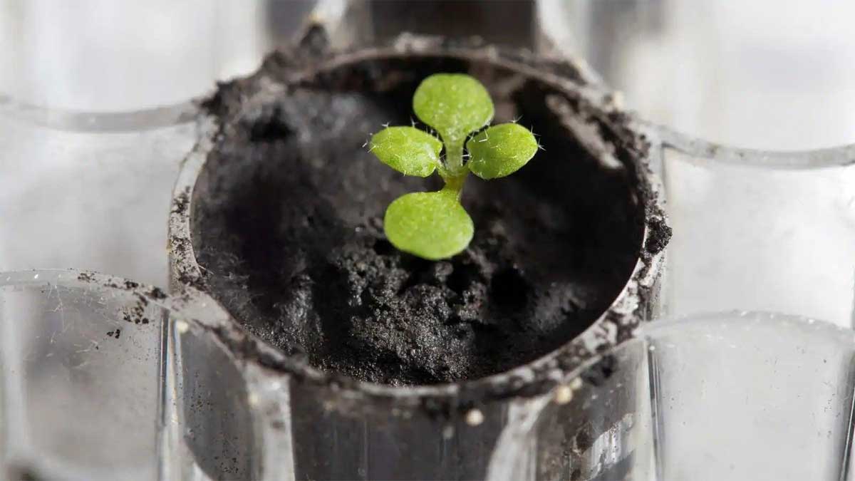 plants in moon