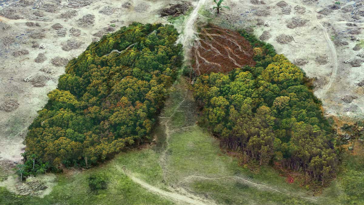 tobacco trees