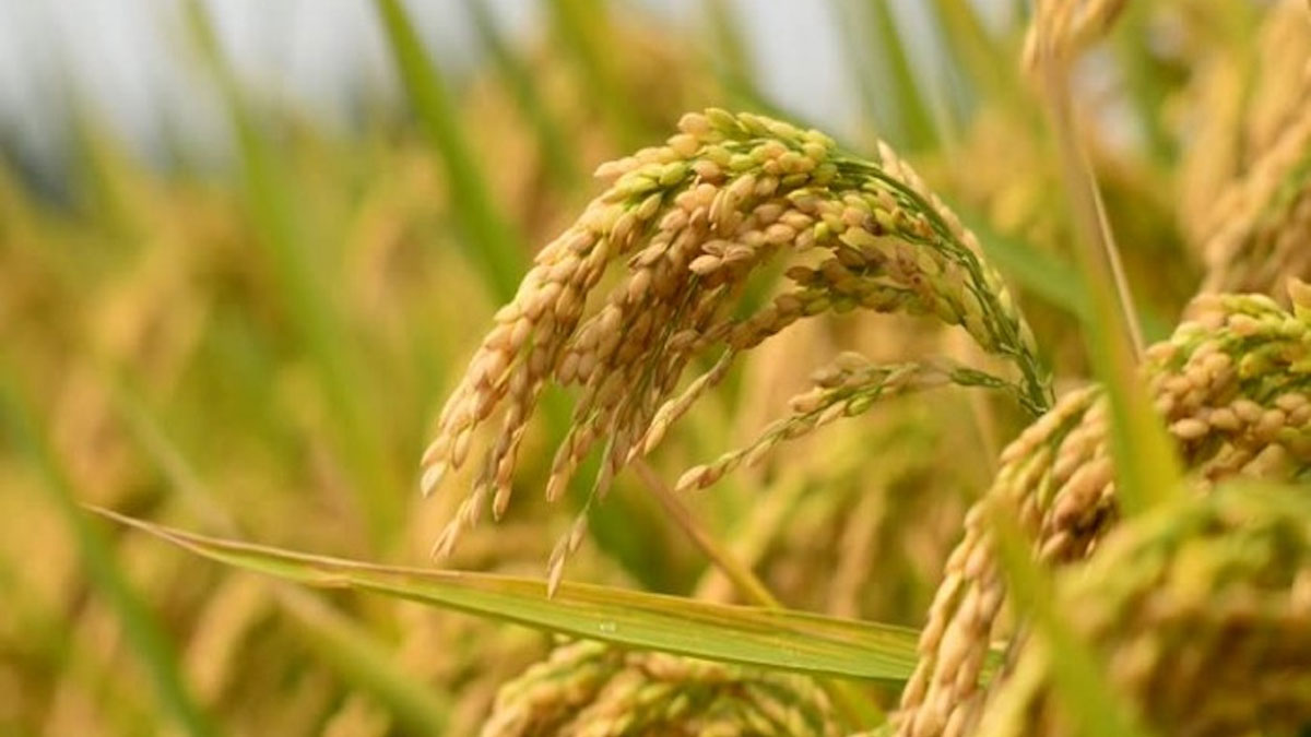 Pakistan’s rice exports