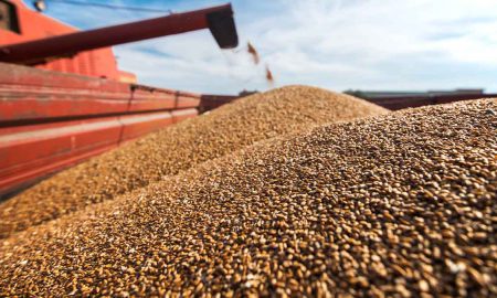 Gwadar wheat